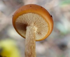 Galerina patagonica
