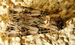 Agrotis herzogi