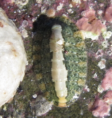 Chitonoidea