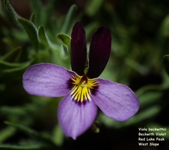 Viola beckwithii
