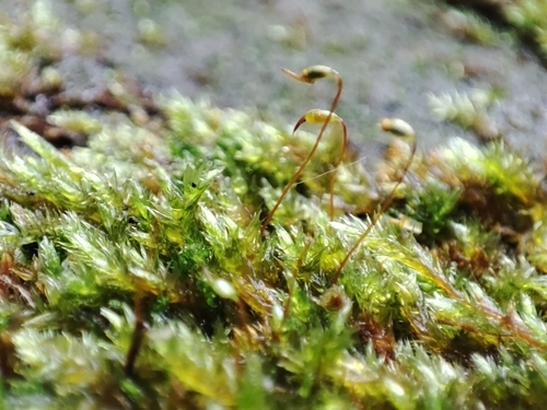 Sematophyllum demissum observed 2024-06-14