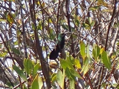 Eulampis holosericeus