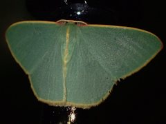 Chlorocoma assimilis