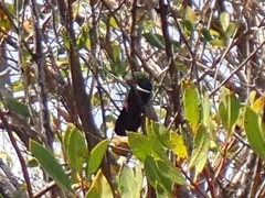 Eulampis holosericeus