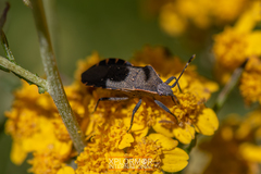 Catorhintha apicalis