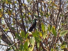 Eulampis holosericeus