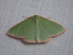 Chlorocoma cadmaria