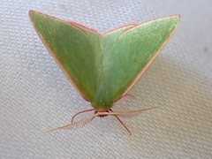 Chlorocoma cadmaria