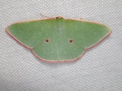 Chlorocoma cadmaria