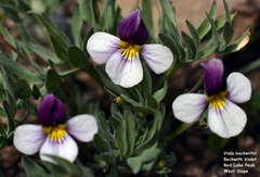 Viola beckwithii