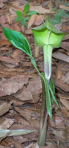 Arisaema macrospathum, photograph 1