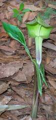 Arisaema macrospathum, photograph Jim, CC0, iNaturalist via GBIF