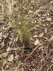 Nassella lepida
