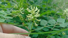 Wild Liquorice (Astragalus glycyphyllos)