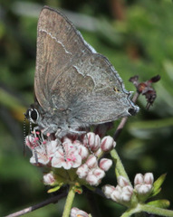 Satyrium tetra
