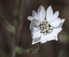 Hemizonia congesta luzulifolia