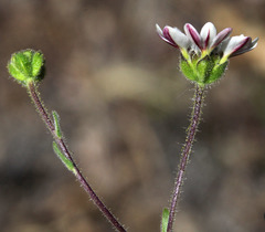 Hemizonia congesta luzulifolia