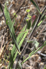 Hemizonia congesta luzulifolia