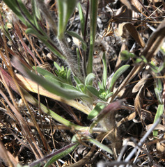 Hemizonia congesta luzulifolia