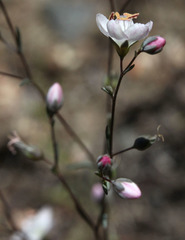 Hesperolinon disjunctum