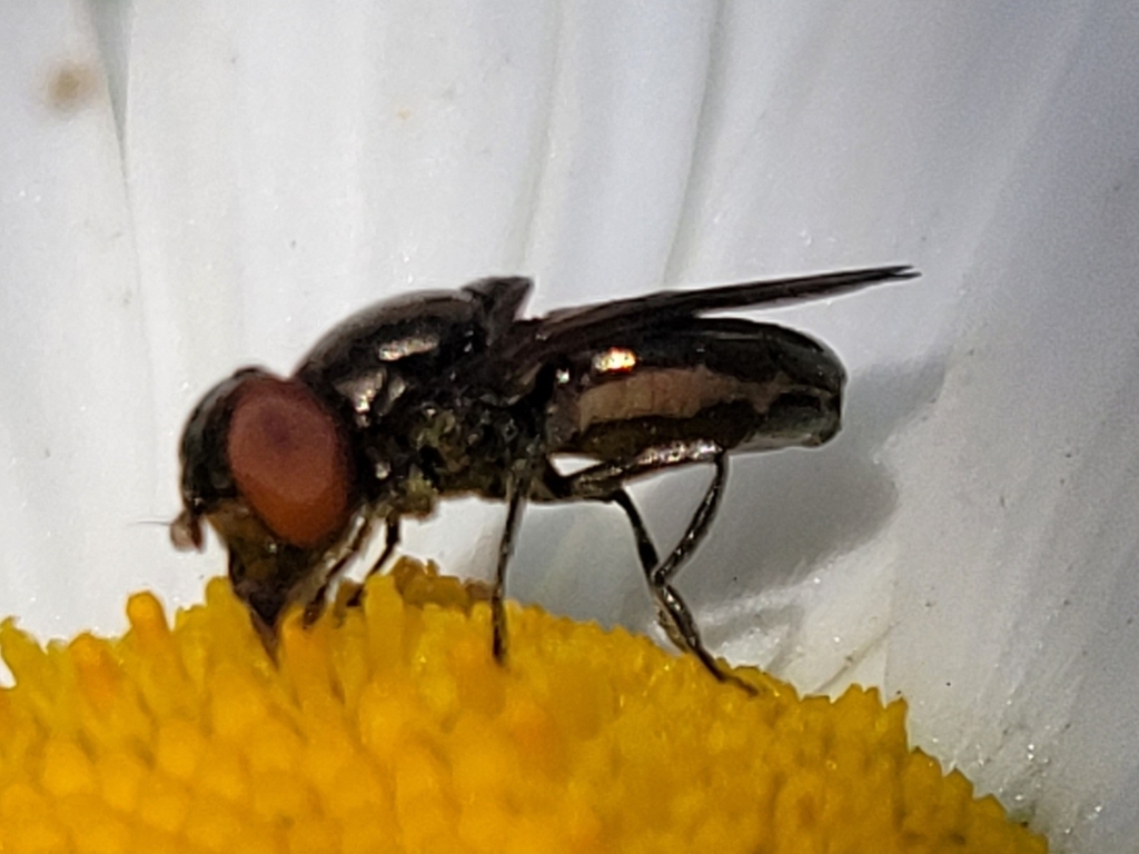 Chrysogaster hirtella