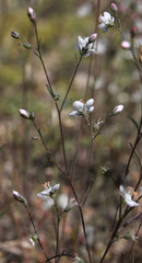 Hesperolinon disjunctum