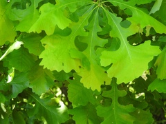 Quercus macrocarpa