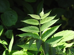 Ailanthus altissima