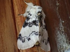Iropoca rotundata