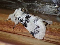Iropoca rotundata