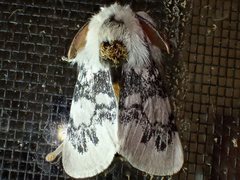 Iropoca rotundata