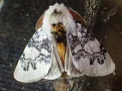 Iropoca rotundata