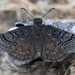 Sleepy Duskywing - Photo (c) Paul G. Johnson, some rights reserved (CC BY-NC-SA), uploaded by Paul G. Johnson