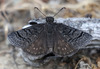 Sleepy Duskywing - Photo (c) Paul G. Johnson, some rights reserved (CC BY-NC-SA), uploaded by Paul G. Johnson