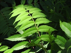 Rhus glabra