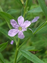 Lythrum alatum