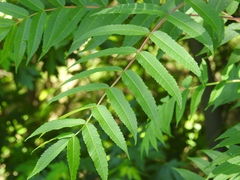 Rhus glabra