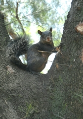 Sciurus aureogaster