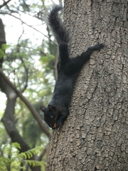 Sciurus aureogaster