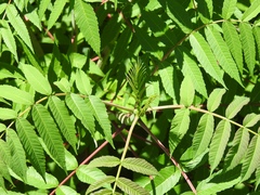 Rhus glabra