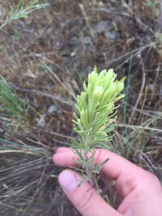 Castilleja thompsonii