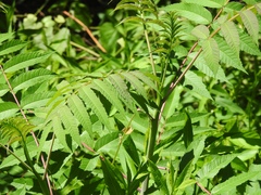 Rhus glabra