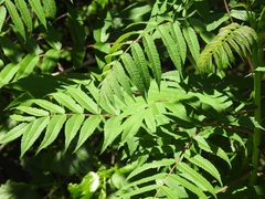 Rhus glabra