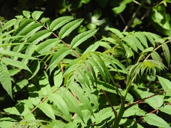 Rhus glabra