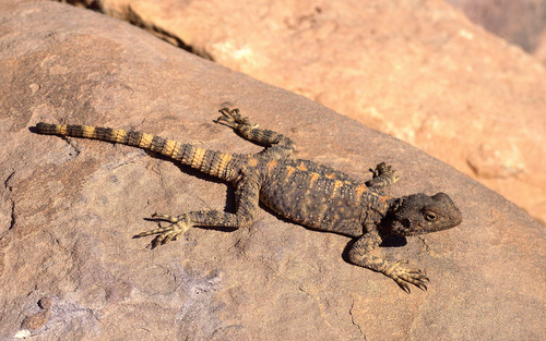 Egyptian Rock Agama