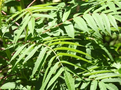 Rhus glabra