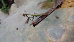 Vates pectinata