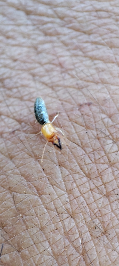 Divinotermes