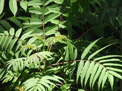 Rhus glabra