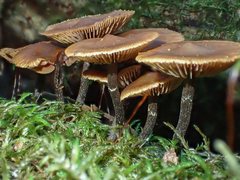 Galerina patagonica